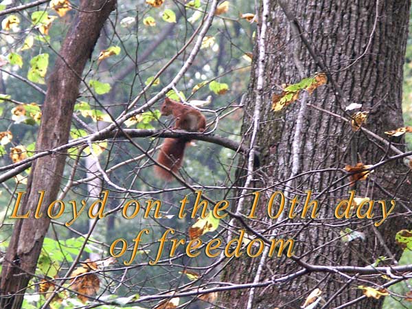 the release of Lloyd, the 20 weeks old squirrel - seeing him again on the 10th day